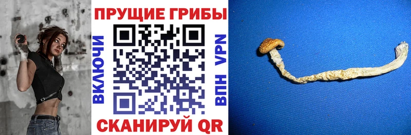 Галлюциногенные грибы Psilocybe  как найти закладки  Адыгейск 